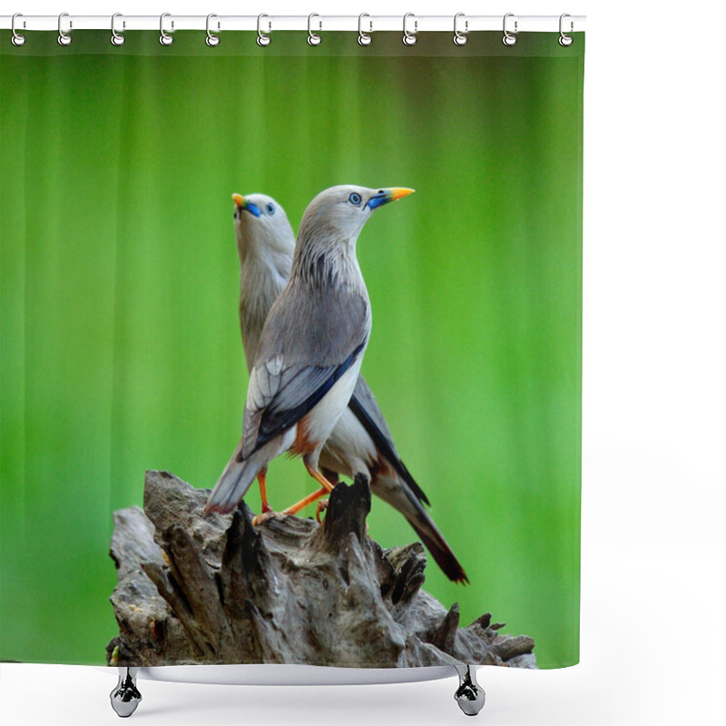 Personality  Pair Of Chestnut-tailed Starling (Sturnus Malabaricus) Love Birds Shower Curtains