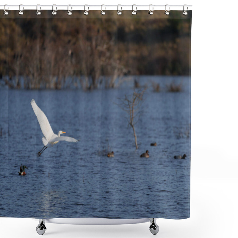 Personality  Great White Egret Flying Shower Curtains