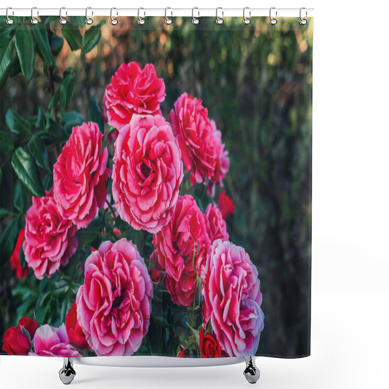 Personality  Bush Of Red Blooming Roses With Green Leaves On Dark Blurred Background. Floral Wallpaper, Screensaver Shower Curtains