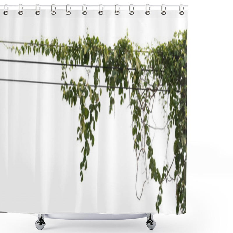 Personality  Plant Tropical Foliage Vine, Ivy Green Hang Isolated On White Background, Clipping Path Shower Curtains