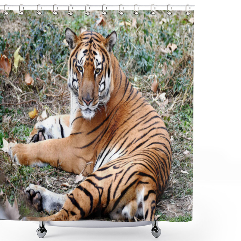 Personality  A South China Tiger Is Seen At A Breeding Base In Luoyang Wangcheng Park In Luoyang City, Central China's Henan Province, 27 November 2018 Shower Curtains