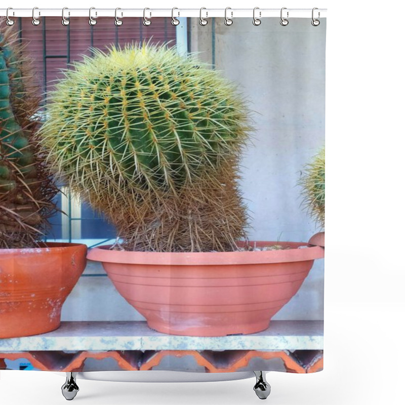 Personality  Potted Cactus: Echinocactus Grusonii, Desert Elegance For Gardens And Interiors.Iconic Succulents: Echinocactus Grusonii In Detail. Shower Curtains