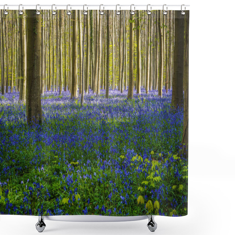 Personality  A Vibrant Blue And Purple Bluebell Wood During Spring In The Forest, With Long Early Morning Sunbeams. Hallerbos, Belgium Shower Curtains