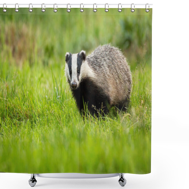 Personality  Cute European Badger Coming Forward On Fresh Green Lawn. Shower Curtains