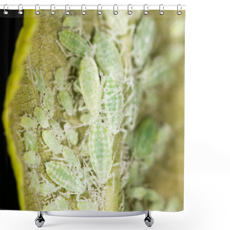 Personality  Aphids On A Green Leaf. Close Shower Curtains