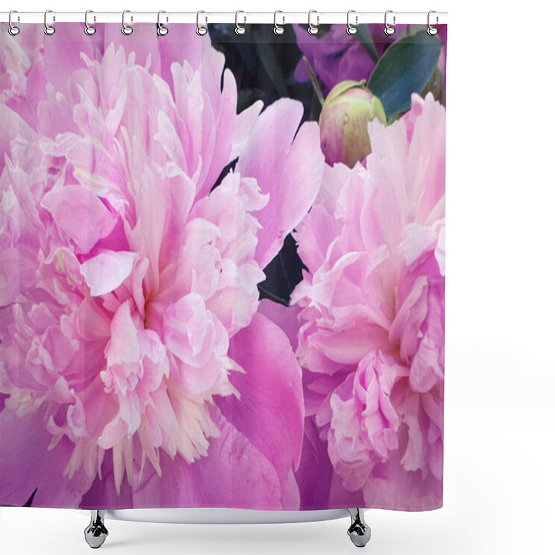 Personality  Pink Peony Rose Petals Peonies Background Shower Curtains