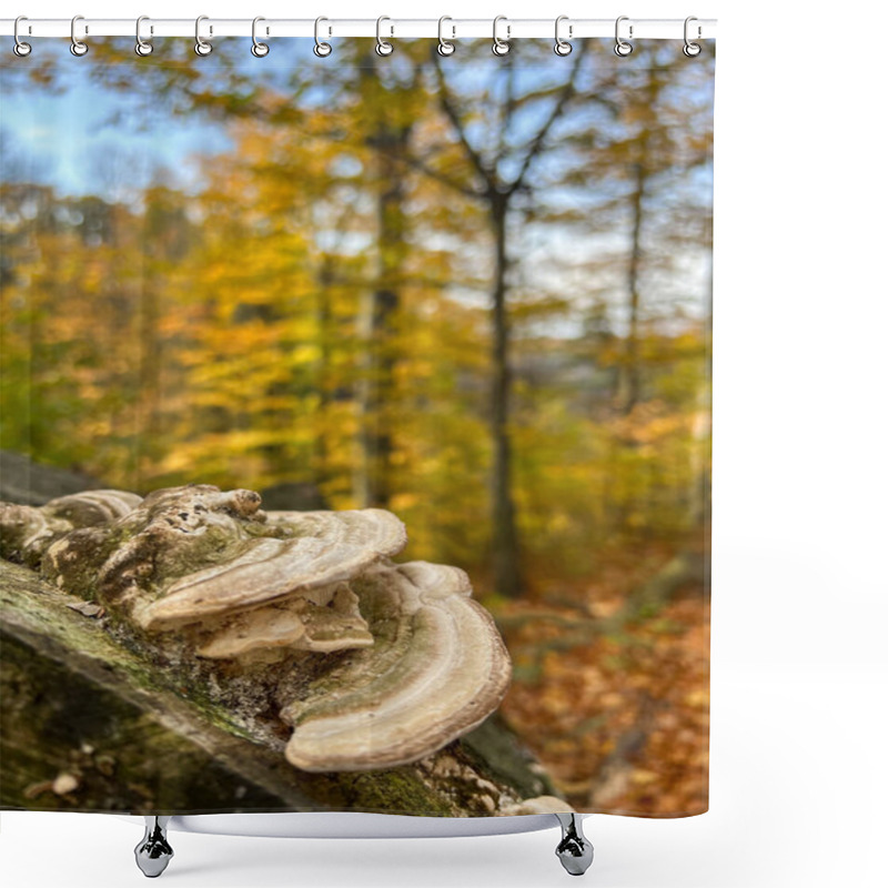 Personality  Tree Mushrooms On A Tree In The Autumn Forest. Wild Forest Flora Shower Curtains