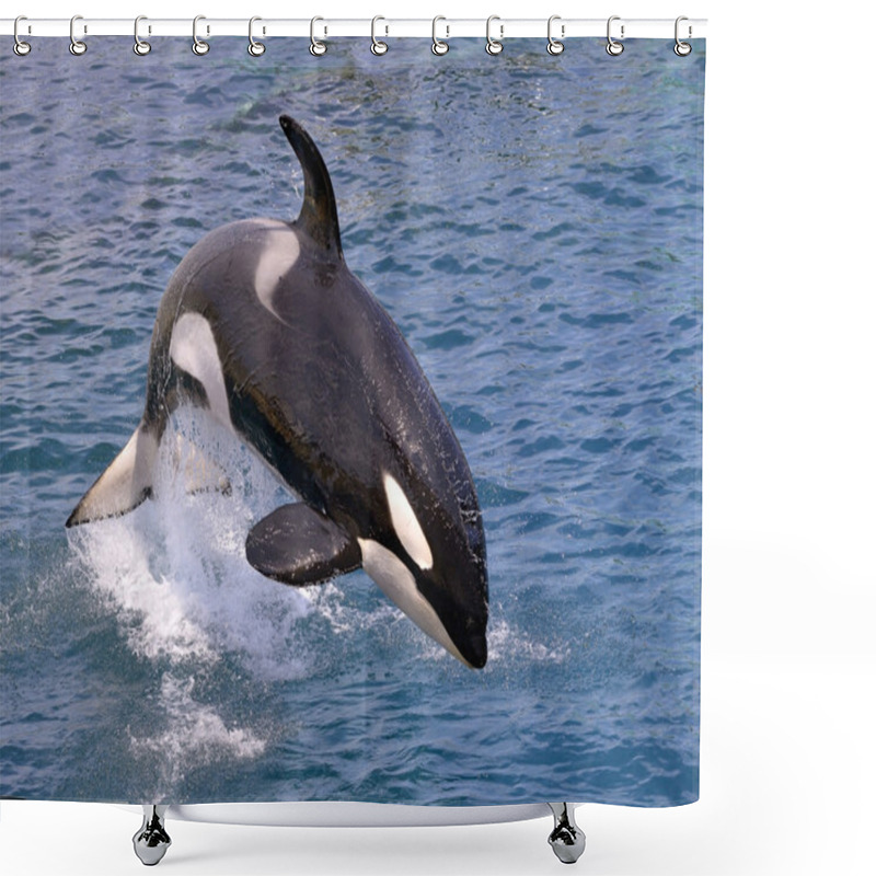 Personality  Killer Whale Jumping Out Of Water Shower Curtains