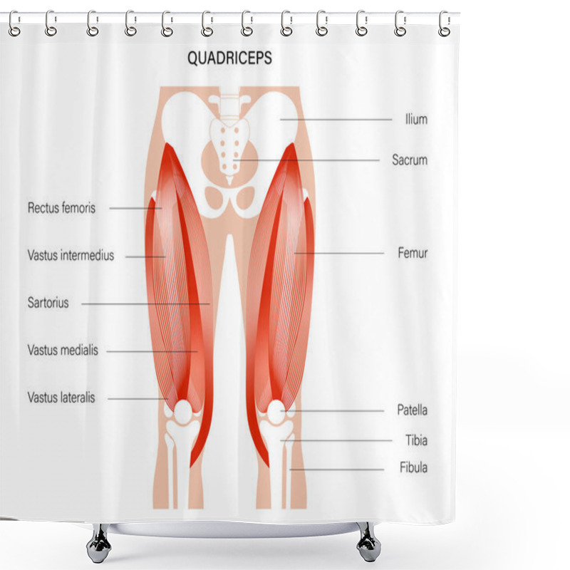 Personality  Muscular System Legs Shower Curtains