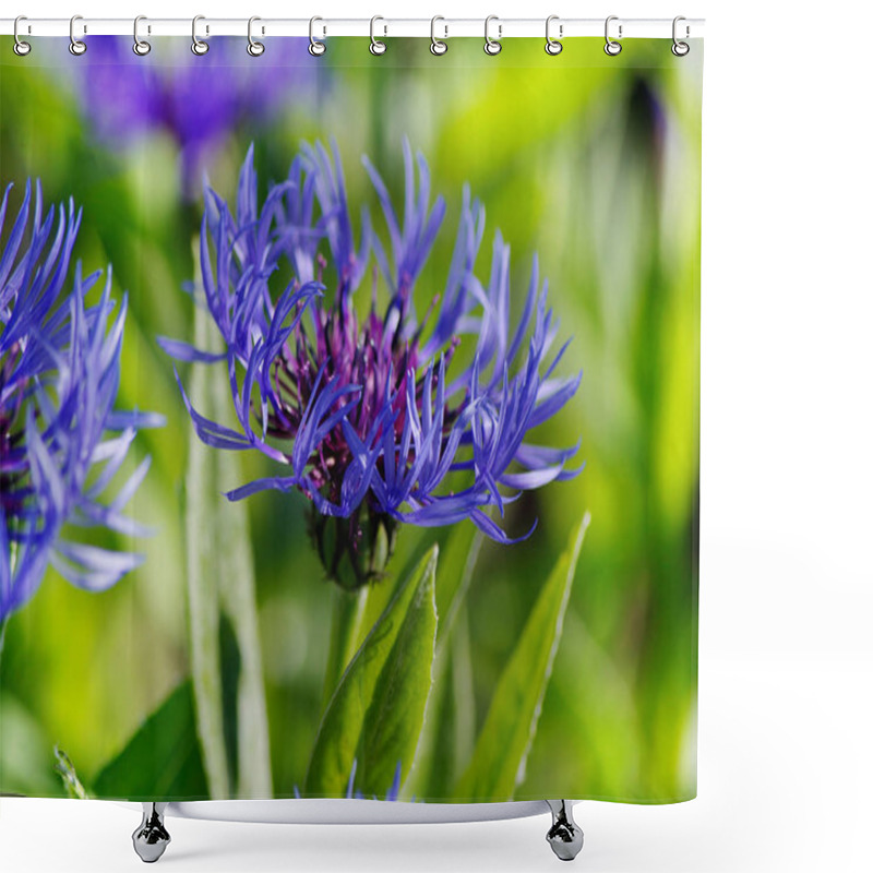 Personality  Blue Cornflower ,flower Blooms In The Garden In Summer Shower Curtains