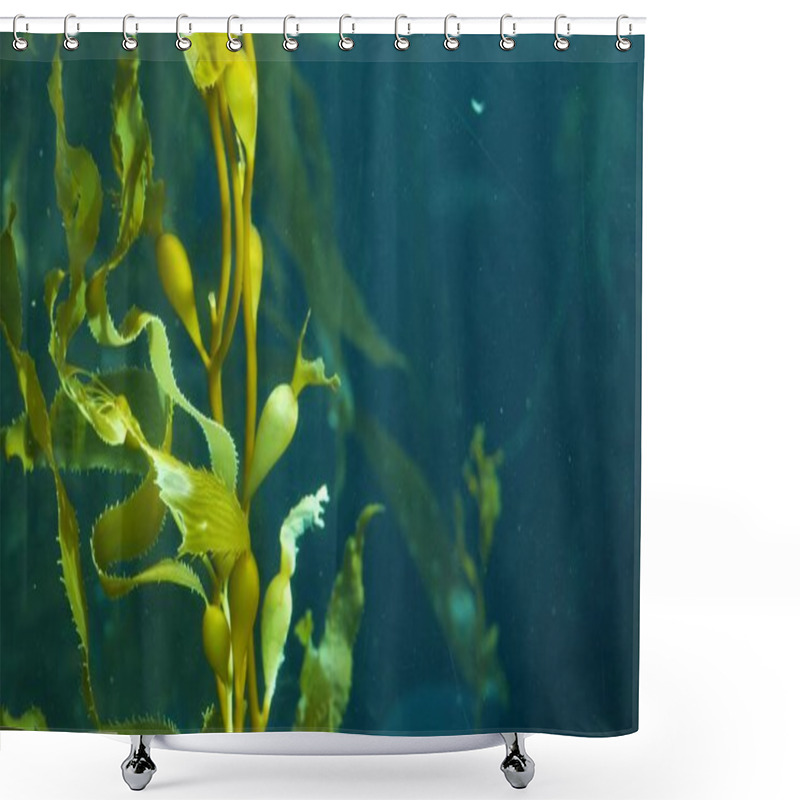 Personality  Underwater Seamless Looped Close Up Of Swaying Giant Kelp Forest. Sun Rays Through Jade Green Seaweed Leaves. Diving, Aquarium And Marine Concept. Sunlight Pierces Emerald Vibrant Exotic Ocean Plant. Shower Curtains