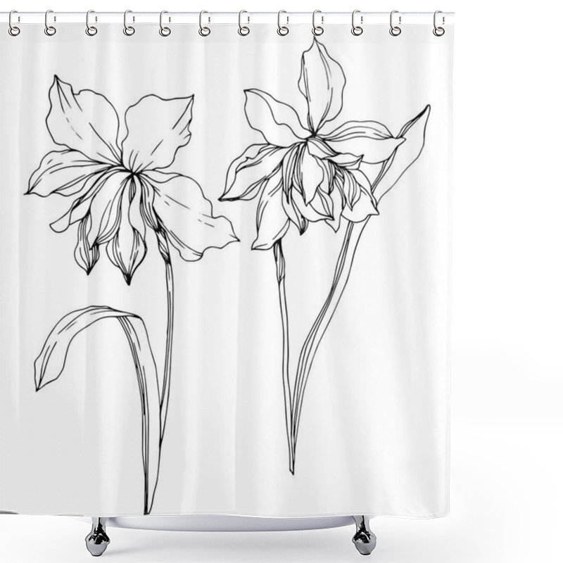 Personality  Vector Narcissus Floral Botanical Flowers. Black And White Engraved Ink Art. Isolated Narcissus Illustration Element. Shower Curtains