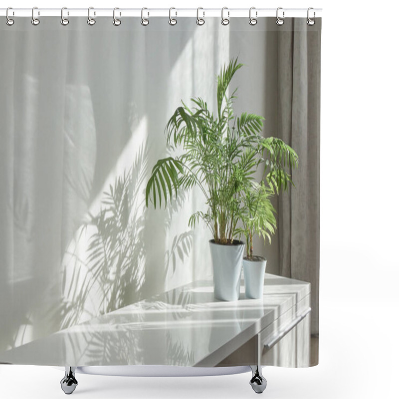 Personality  Contemporary Eco Interior Corner With Glossy Surface Of Desk, Natural Green Houseplant In The Flower Pots And Long Shadows From Window On A Wall At The Sunny Day, Copy Space. Eco Working Place. Shower Curtains