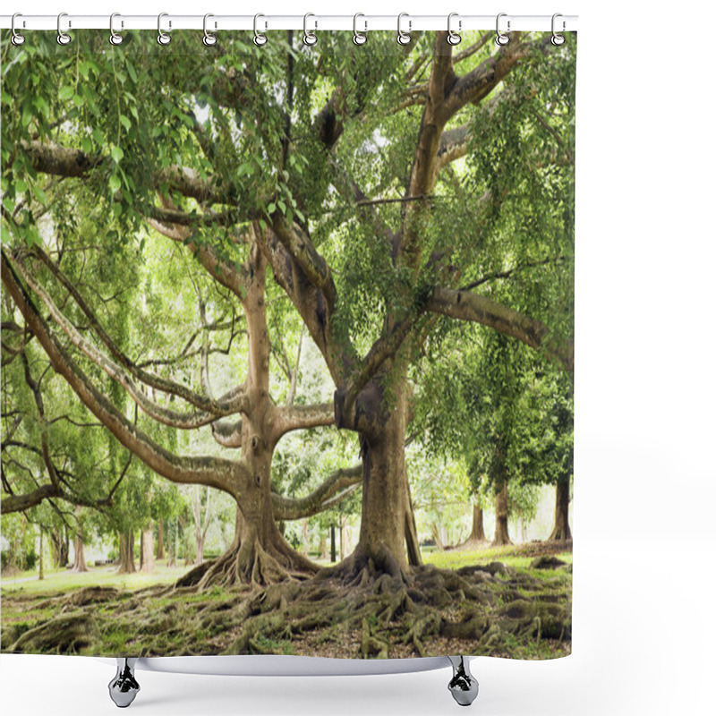 Personality  Ficus Benjamina Shower Curtains