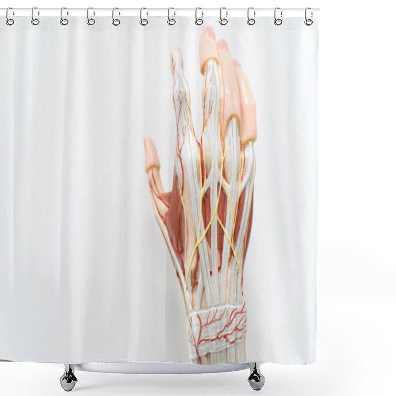 Personality  Muscles Of The Palm Hand For Anatomy Education. Human Physiology. Shower Curtains