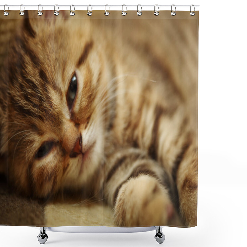 Personality  Sleepy Kitten Shower Curtains