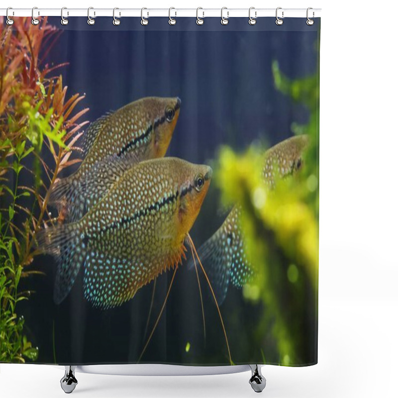 Personality  Trichopodus Leerii Adult Shoal In Dutch Planted Aquadesign, Hardy Aqua Trade Labyrinth Fish Best For Beginner, Shallow Dof Bokeh, Aquatic Plant Vegetation, Underwater Hobby Lifestyle Petshop Shower Curtains