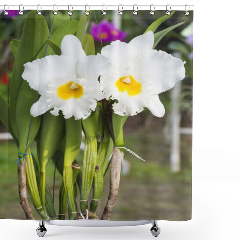 Personality  White Orchid On Farm Shower Curtains