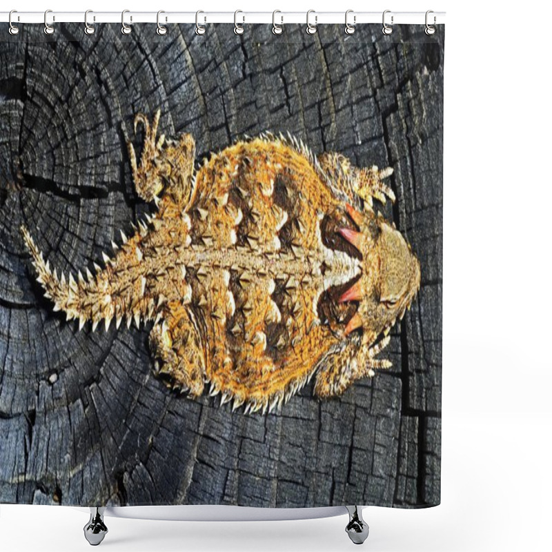 Personality  A Coast Horned Lizard Shower Curtains