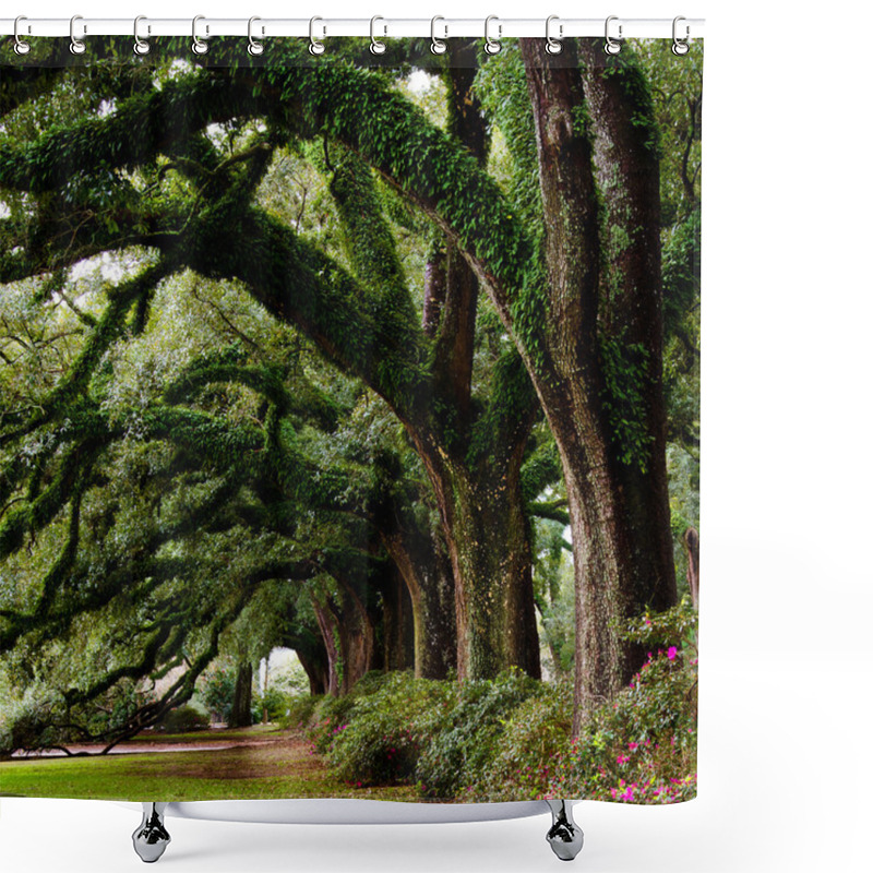 Personality  Line Of Ancient Oak Trees In Park Setting Shower Curtains