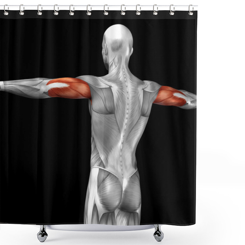 Personality  Triceps Human Anatomy Shower Curtains