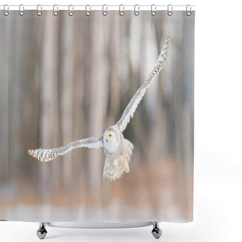 Personality  Snowy Owl Fly, Birch Tree Forest In Background. Snowy Owl, Nyctea Scandiaca, Rare Bird Flying On The Sky, Winter Action Scene With Open Wings, Finland. Bird Flight, Cold Winter In Snow Wood. Shower Curtains