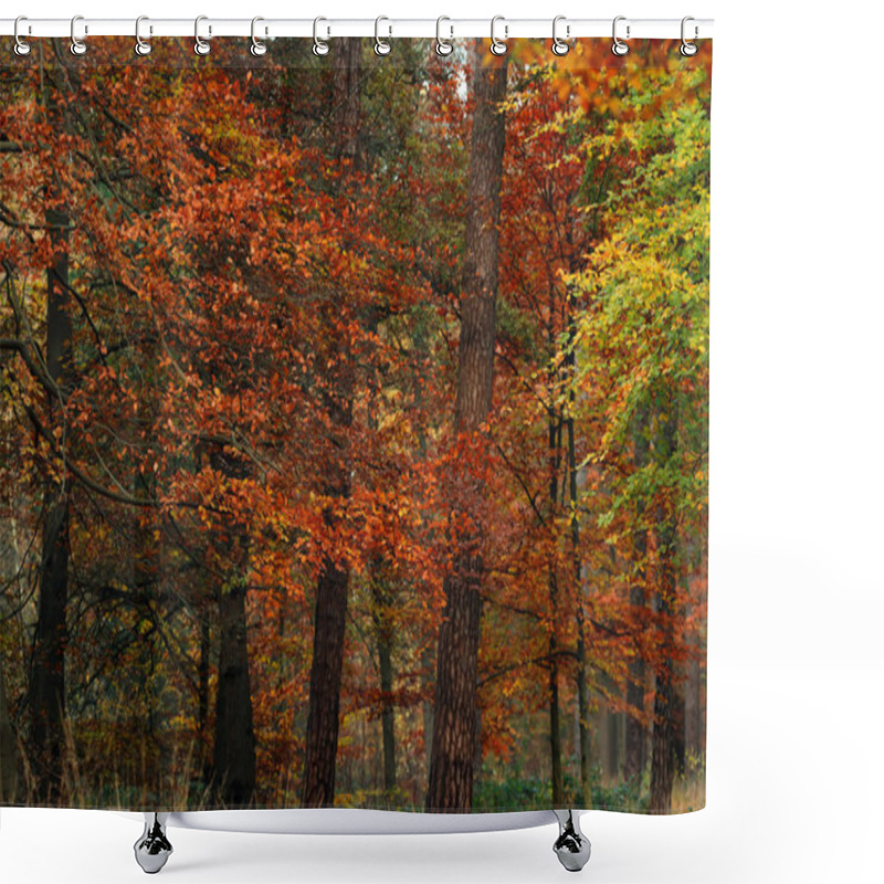 Personality  Yellow, Orange And Red Foliage In Fall Forest. Shower Curtains