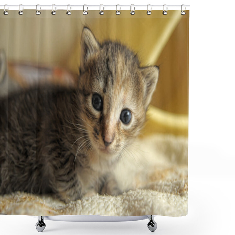 Personality  Little Kitty Shower Curtains