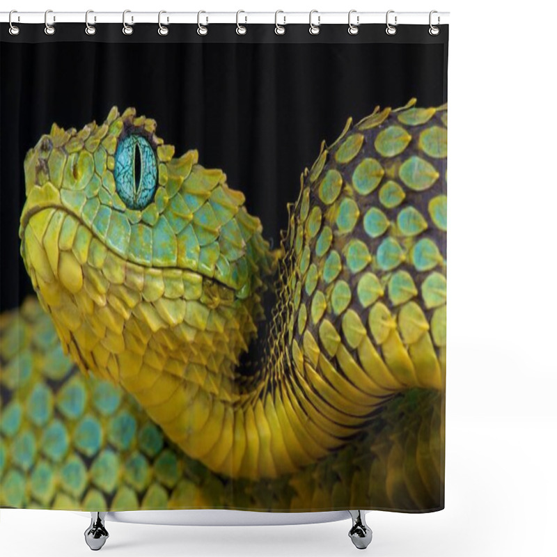 Personality  Bush Viper (Atheris Squamigera) Shower Curtains