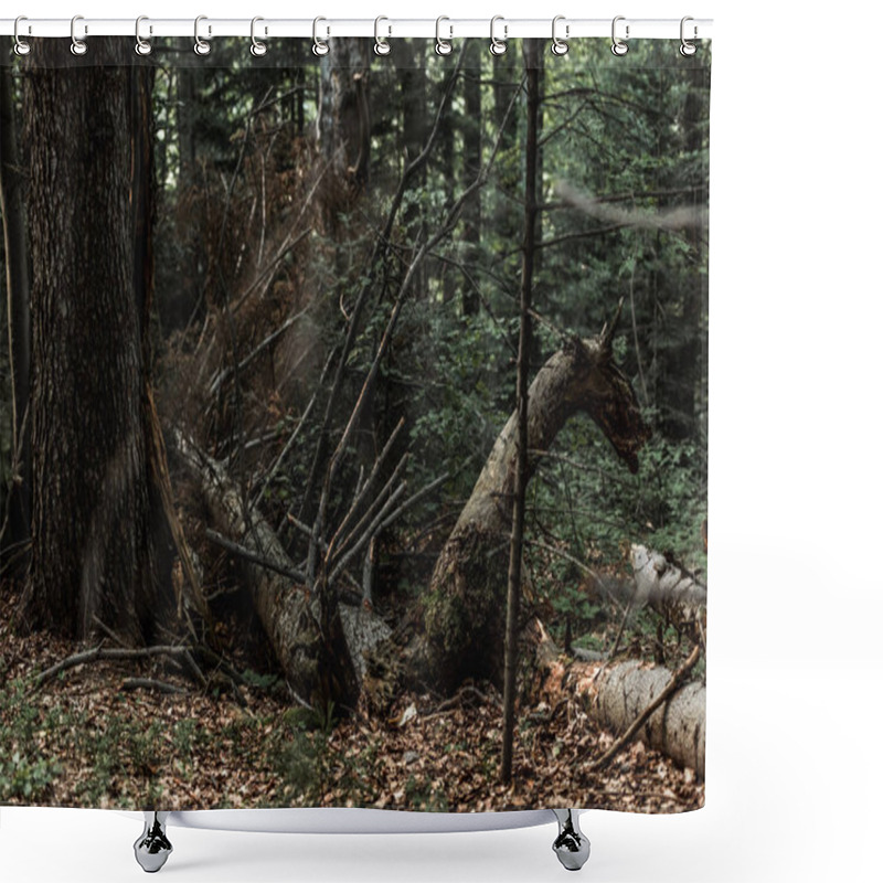 Personality  Selective Focus Of Dry Autumnal Leaves Near Trees In Woods  Shower Curtains