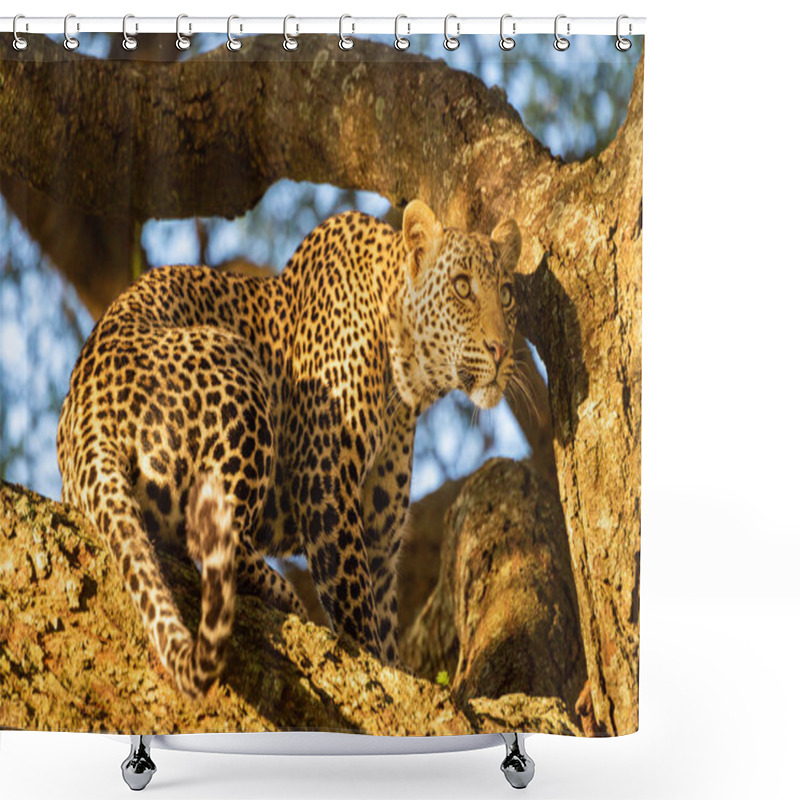 Personality  Leopard Sits On Tree Branch In Sun Shower Curtains