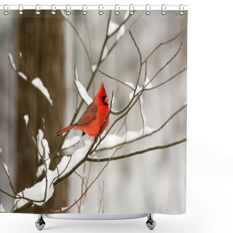 Personality  Male Northern Cardinal Shower Curtains