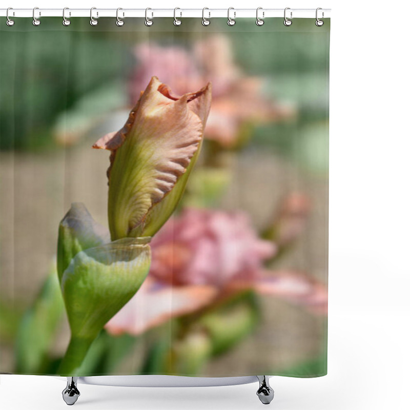 Personality  Intermediate Bearded Iris Lingering Flower Bud - Latin Name - Iris Barbata-media Lingering Shower Curtains