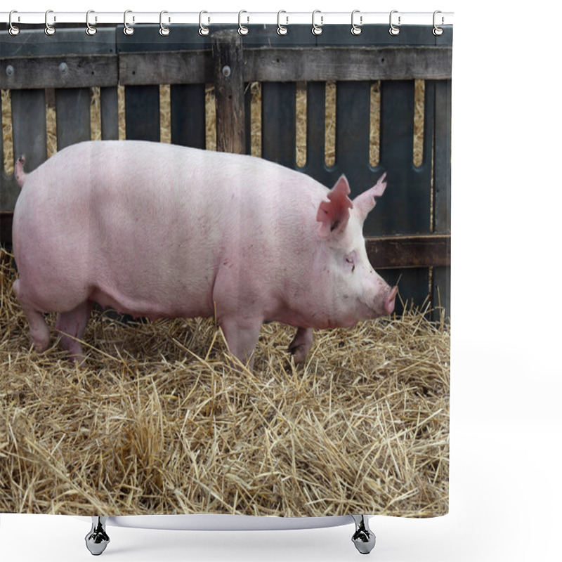 Personality  Mighty Sow Runs On Fresh Hay In The Piggery Shower Curtains