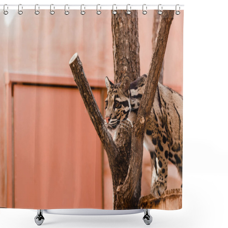 Personality  Selective Focus Of Leopard Standing Near Tree In Zoo   Shower Curtains