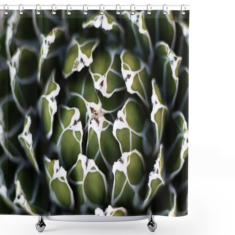 Personality  Agave Victoriae Funnel Shape Plant Shower Curtains