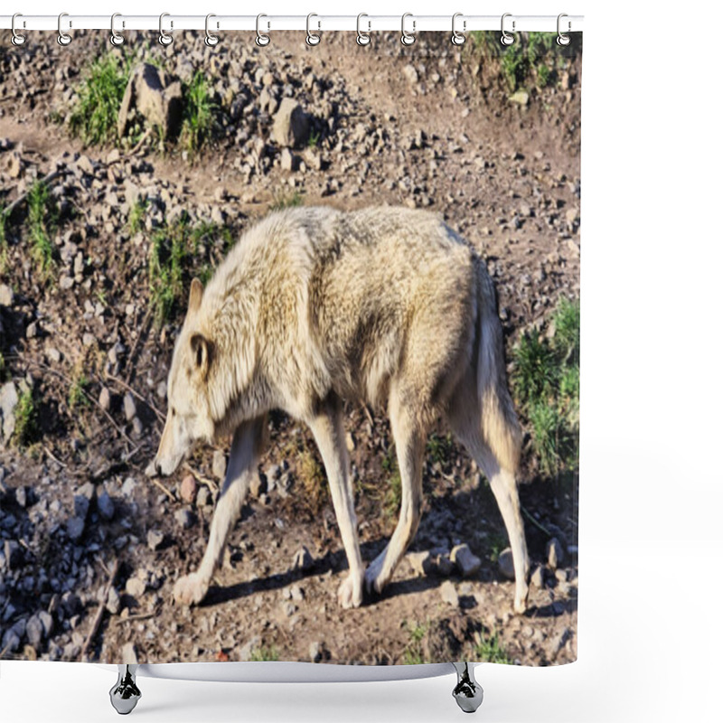 Personality  White Arctic Wolf At The Riverbed Sniffing. High Quality Photo Shower Curtains