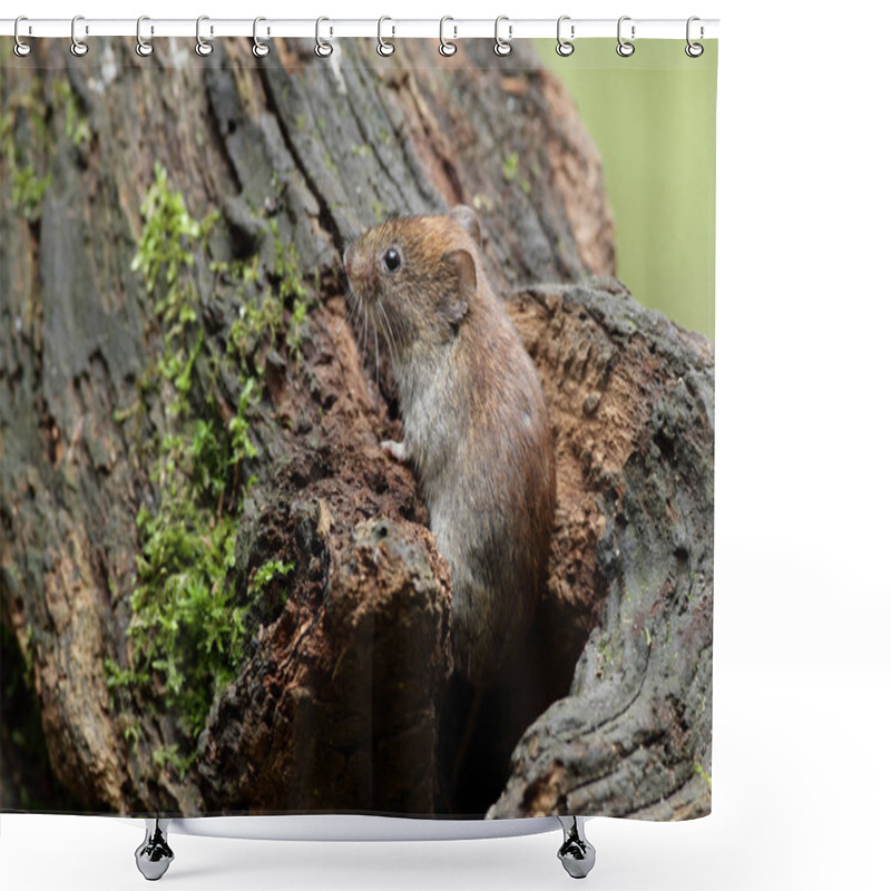 Personality  Wood Mouse On Nature  Shower Curtains