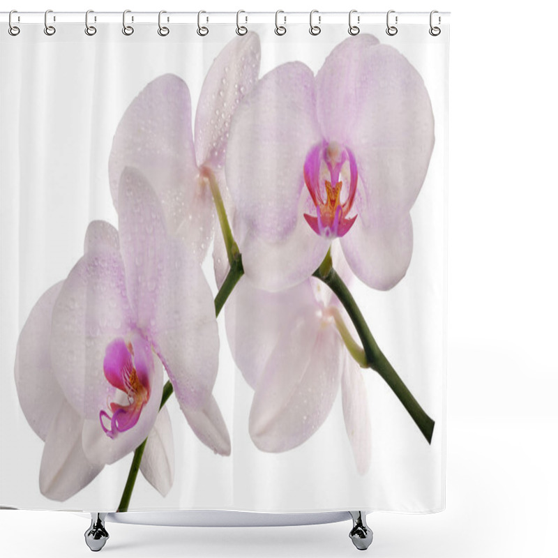 Personality  Light Pink Orchids With Drops On White Shower Curtains