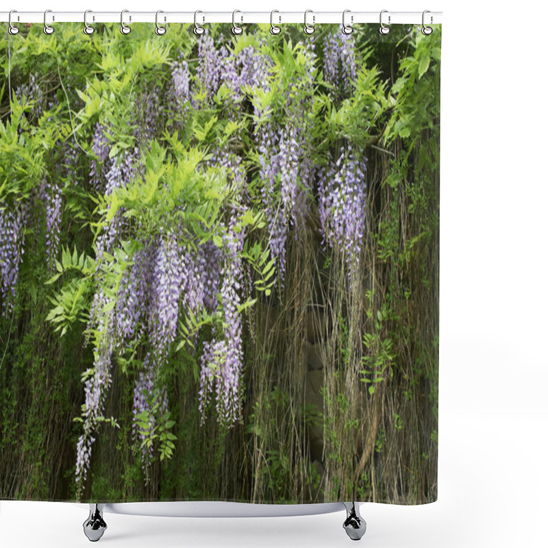 Personality  Beautiful Purple Flowers Of Wisteria In Bloom Shower Curtains