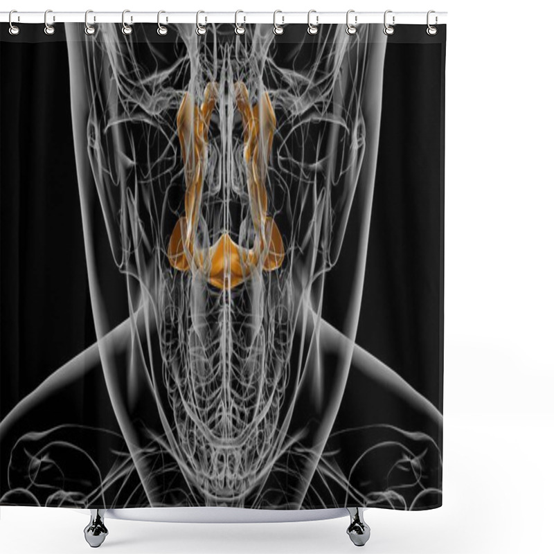 Personality  Human Skeleton Palatine Bone Anatomy 3D Illustration Shower Curtains