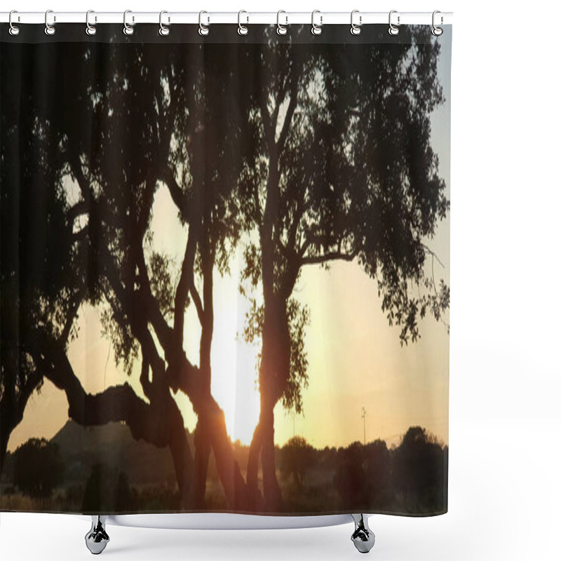 Personality  Closeup On A Olive Tree During The Sunset Creating A Silhouette Shower Curtains