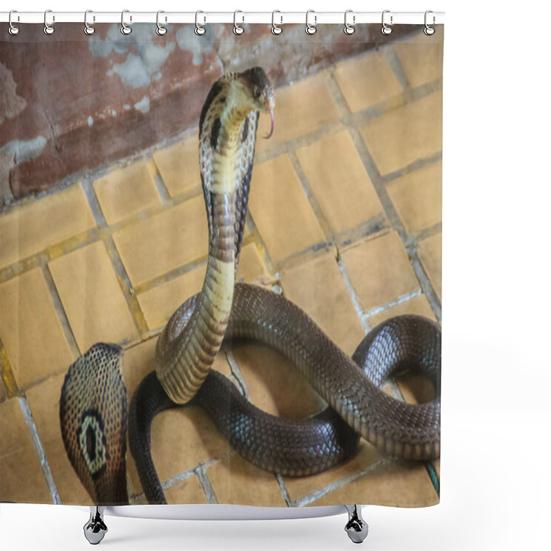 Personality  Dangerous Monocled Cobra Snakes Come Into The House. The Monocled Cobra (Naja Kaouthia), Also Called Monocellate Cobra, Is A Cobra Species Widespread Across South And Southeast Asia. Shower Curtains