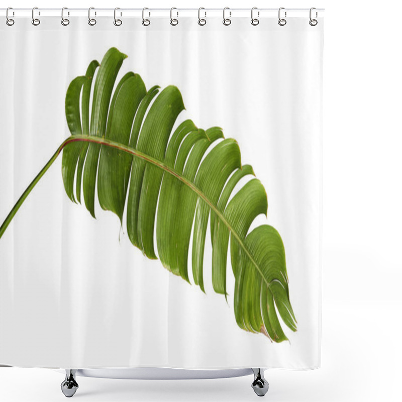 Personality  Heliconia Chartacea Leaves,Tropical Leaf, Bird Of Paradise Foliage Isolated On White Background, With Clipping Path                               Shower Curtains