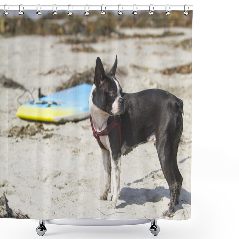 Personality  Boston Terrier On Beach Shower Curtains