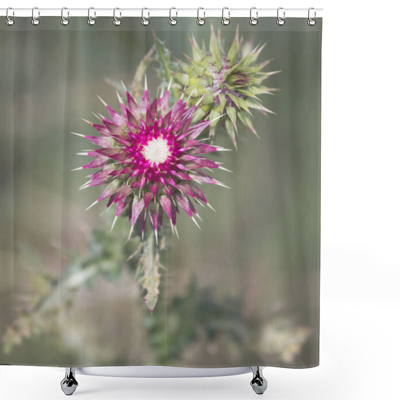 Personality  Sharp Wild Plant Carduus Nutans, Common Names Musk Thistle, Nodding Thistle, Nodding Plumeless Thistle Shower Curtains