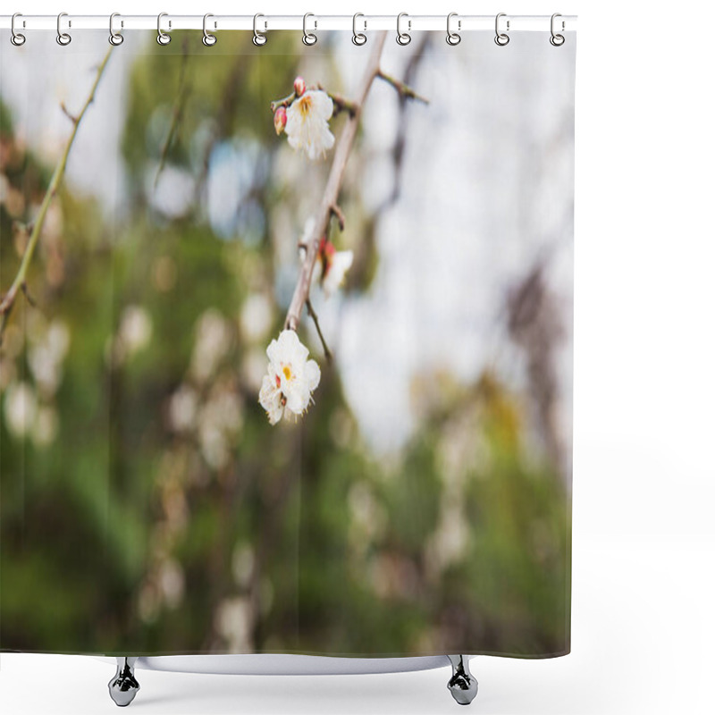 Personality  Close Up Of Beautiful Sakura Tree Blossoms Shower Curtains