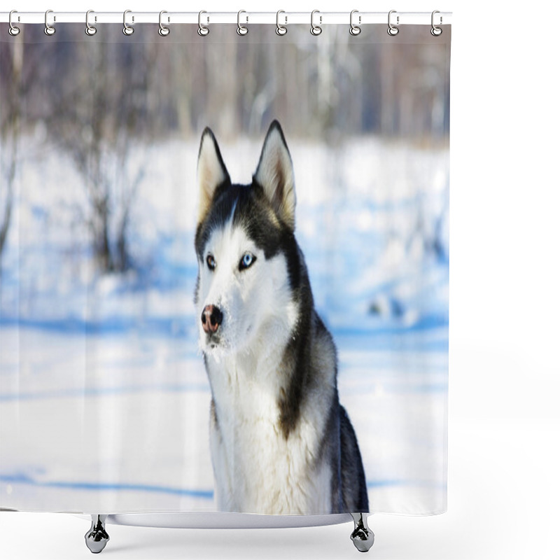 Personality  Close-up Portrait Of Chukchi Husky Breed Dog On Winter Backgrou Shower Curtains