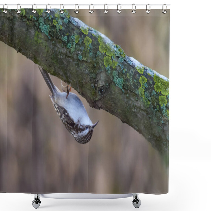 Personality  Eurasian Or Common Treecreeper (Certhia Familiaris) Perching On A Tree Trunk With Brown Blurred Background. Little Passerine Bird With Streaked And Spotted Brown Upper Part And Whitish Inner Part. Shower Curtains