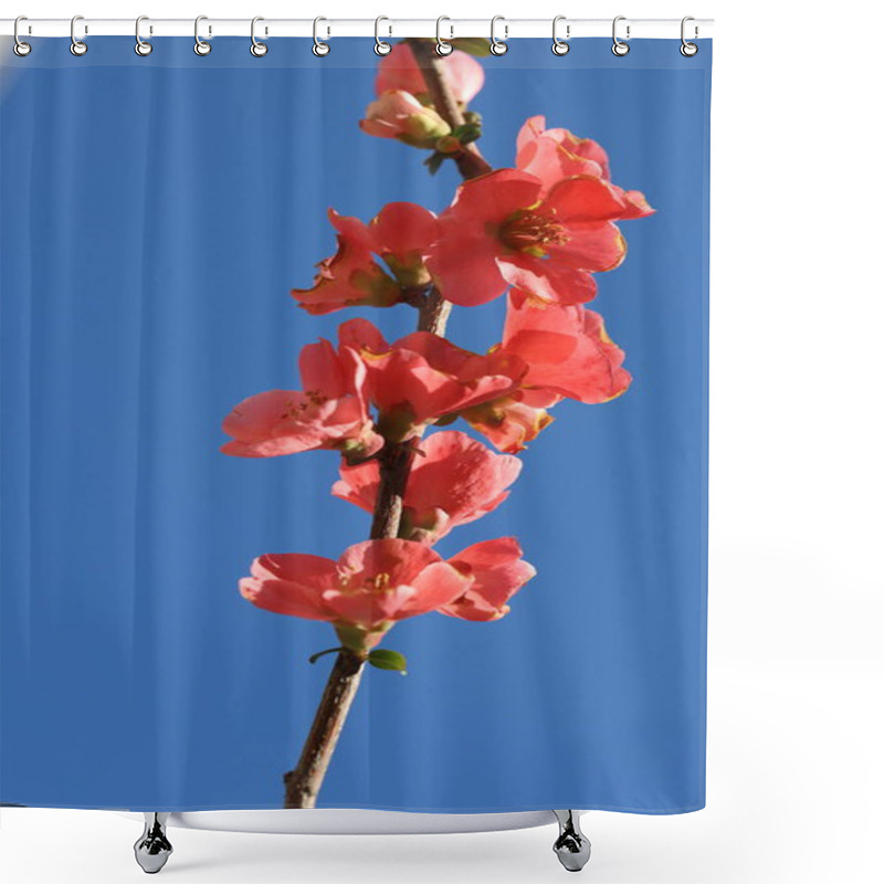 Personality  Chaenomeles Japonica (apanese Quince) Flowers In Spring Shower Curtains